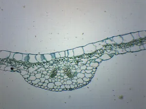 Begonia Leaf - Cross Section - Prepared Microscope Slide - 75x25mm