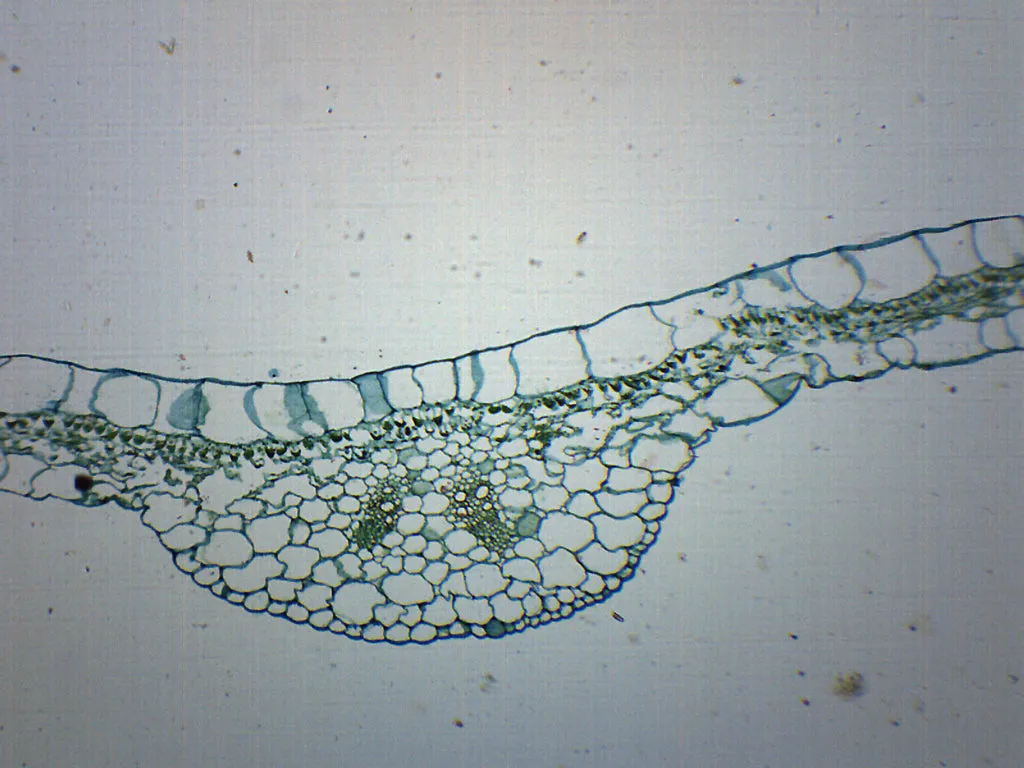 Begonia Leaf - Cross Section - Prepared Microscope Slide - 75x25mm